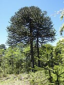 Araucaria araucana (población andina) aus dem Parque Nacional Villarrica, Chile