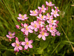 Skėtinė širdažolė (Centraurium erythraea)