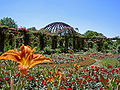 Rosendom im Rosarium