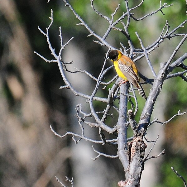 File:Emberiza melanocephala Nevşehir, Turkey 2.jpg