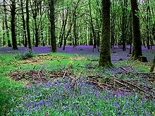 Forêt d'Andaine