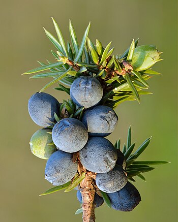 Juniper berry