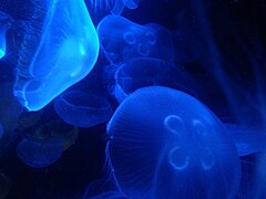 Sea jellies on display.