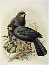 Huia