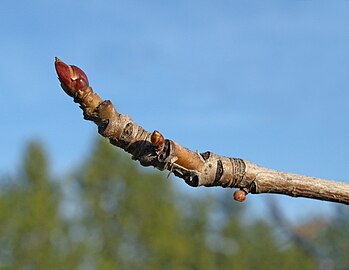 Liquidambar styraciflua Brote