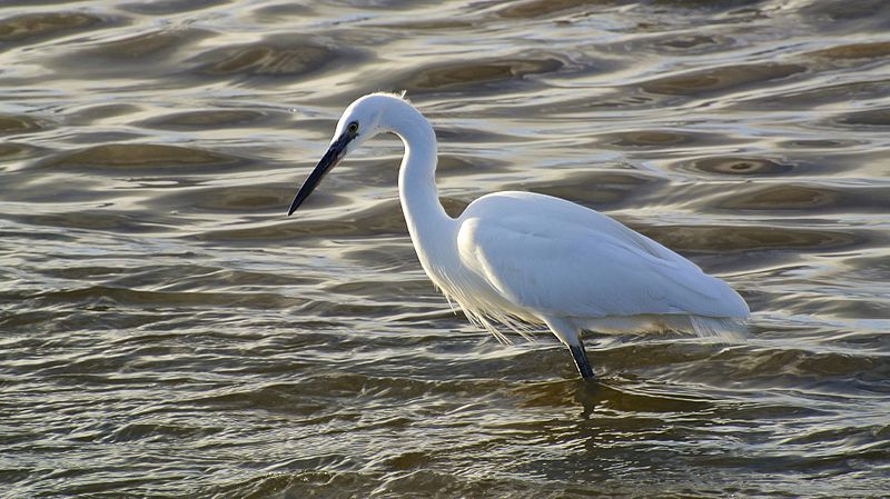 File:Little Egret at Holes Bay (11647979456).jpg