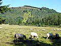 Pâturage devant le Puy des Gouttes