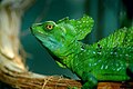 Image 8The plumed basilisk (Basiliscus plumifrons) is a species of lizard native to Latin America. They are omnivorous and will eat insects, small mammals (such as rodents), smaller species of lizards, fruits and flowers.