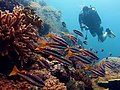 Image 11A diver in Raja Ampat (from Tourism in Indonesia)