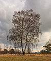 "Solitaire_berk_(Betula)_in_een_prachtig_landschap._Locatie,_natuurgebied_Delleboersterheide_–_Catspoele_03.jpg" by User:Famberhorst