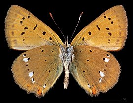 Lycaena virgaureae ♂ △