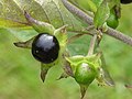 Plody rulíku zlomocného (Atropa bella-donna)