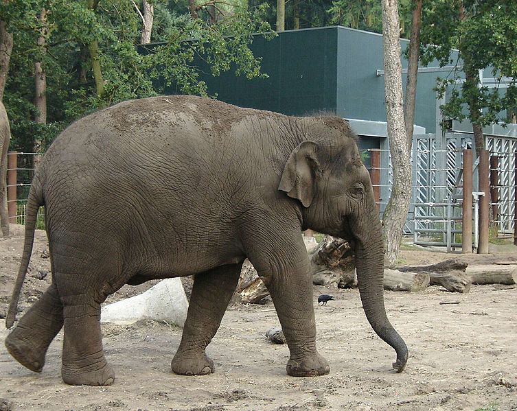 File:AmersfoortZooYoungAsianElephant.jpg