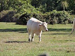 Beaujeu (Haute-Saône) Nature Bovins hdsr VLux5 bt 04.jpg