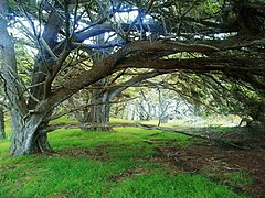 alle Fotos: Point Lobos