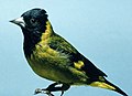 Black-headed siskin