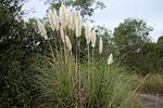 Herbe de la pampa (Cortaderia selloana)