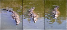 Trois photographies d'un crocodile vue de face en train de nager, ondulant la queue sur la photo de droite, ondulant le reste du corps sur celle du milieu et avec la queue courbée à gauche sur celle de gauche.