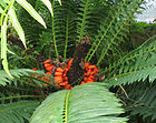 Encephalartos lebomboensis, Zamiaceae, Palmfarne (Cycadophyta), mit reifen Samen