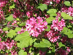 Description de l'image Groseillier à fleurs - Ribes sanguineum.JPG.