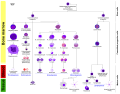 More complete lineages