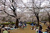 Cherry blossom viewing (hanami)