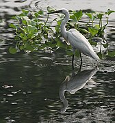 Kolkata, West Bengal, India