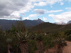 Die landskap in Ladismith se omgewing