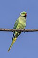 Rose-ringed parakeet