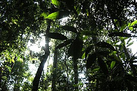 Taman Negara, Malaysia, Primary tropical rainforest.jpg