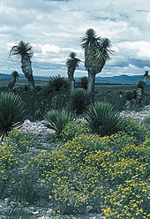 Photo défraichie de yucca au milieu de la végétation.