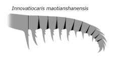 Frontal appendage