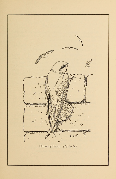 File:Manual of Bird Study 0025.png