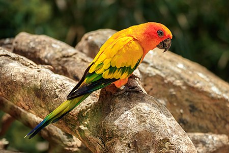 I like this Commons Picture of the Day. The photo is of a sun parakeet. The photo was taken on the Canary Islands.