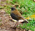 Black-billed nightingale-thrush