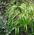 Brachpodium sylvaticum, fenàs de bosc. Aspecte de la planta a l'hivern. Observeu a l'esquerra algunes espigues seques de l'any anterior (per veure-les cal clicar sobre la imatge per ampliar-la). Serra de Collserola, prop de Sant Bartomeu de la Quadra.