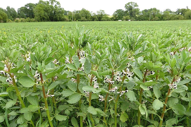 File:Broad beans in flower by Wood's Farm - geograph.org.uk - 4642047.jpg