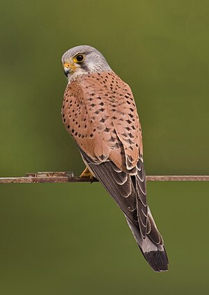 Βραχοκιρκίνεζο (Falco tinnunculus)