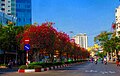 Hoa giấy trên đường Hoàng Diệu, Quận 4, TP Hồ Chí Minh