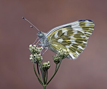 Eastern bath white (Pontia edusa) underside Istria