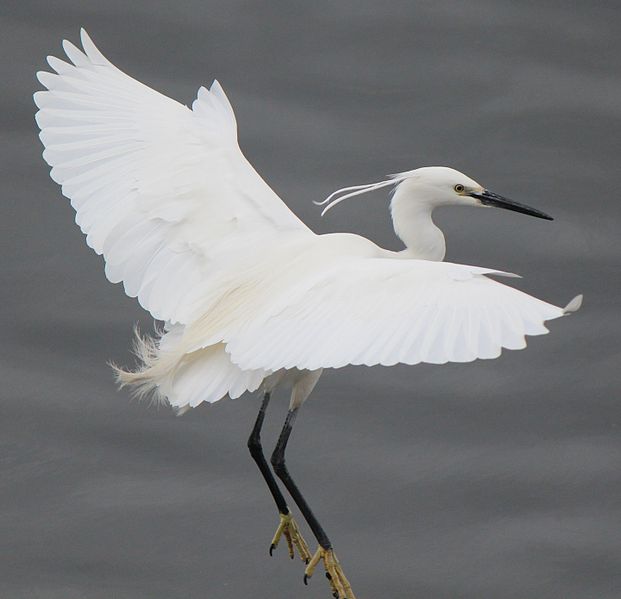 File:Egretta garzetta in flight s3.JPG