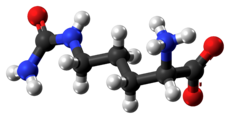 Ball and stick model of zwitterionic citrulline