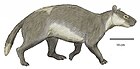 Meniscotherium chamense