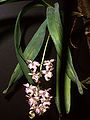 Aerides lawrenceae[англ.]