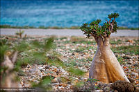 Adenium obesum subsp. socotranum