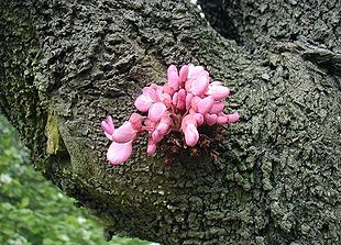 Judastræ er en af de få planter, der blomstrer direkte på stammen.