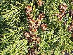 Chamaecyparis lawsoniana (folhagem).