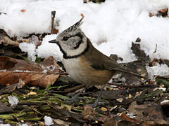 Crested Tit (Lophophanes cristatus) (8).JPG