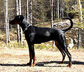 Dobermanni