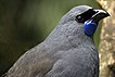 Kōkako